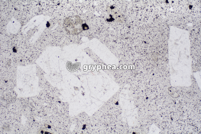 Trachyte LPNA x6,3 - gryphea.com